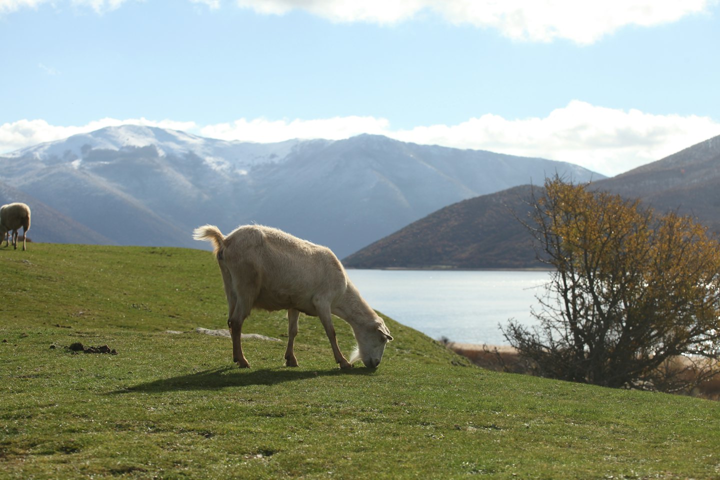 A goat grazes on a green hillside overlooking a mountain lake.