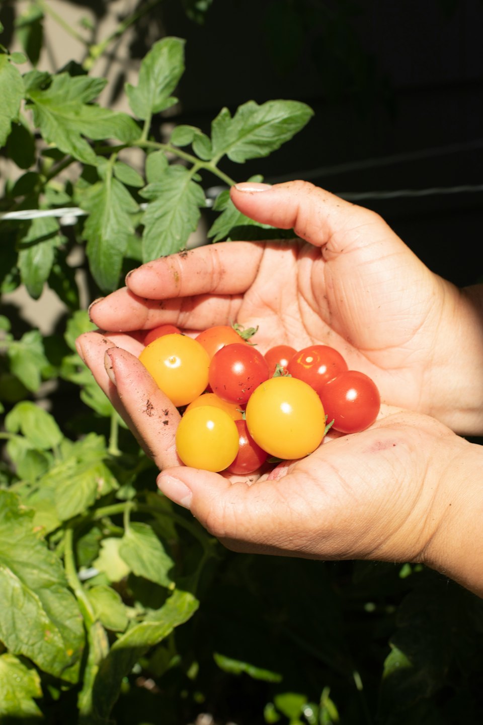 Cupped hands holding freshly picked red and yellow cherry tomatoes.