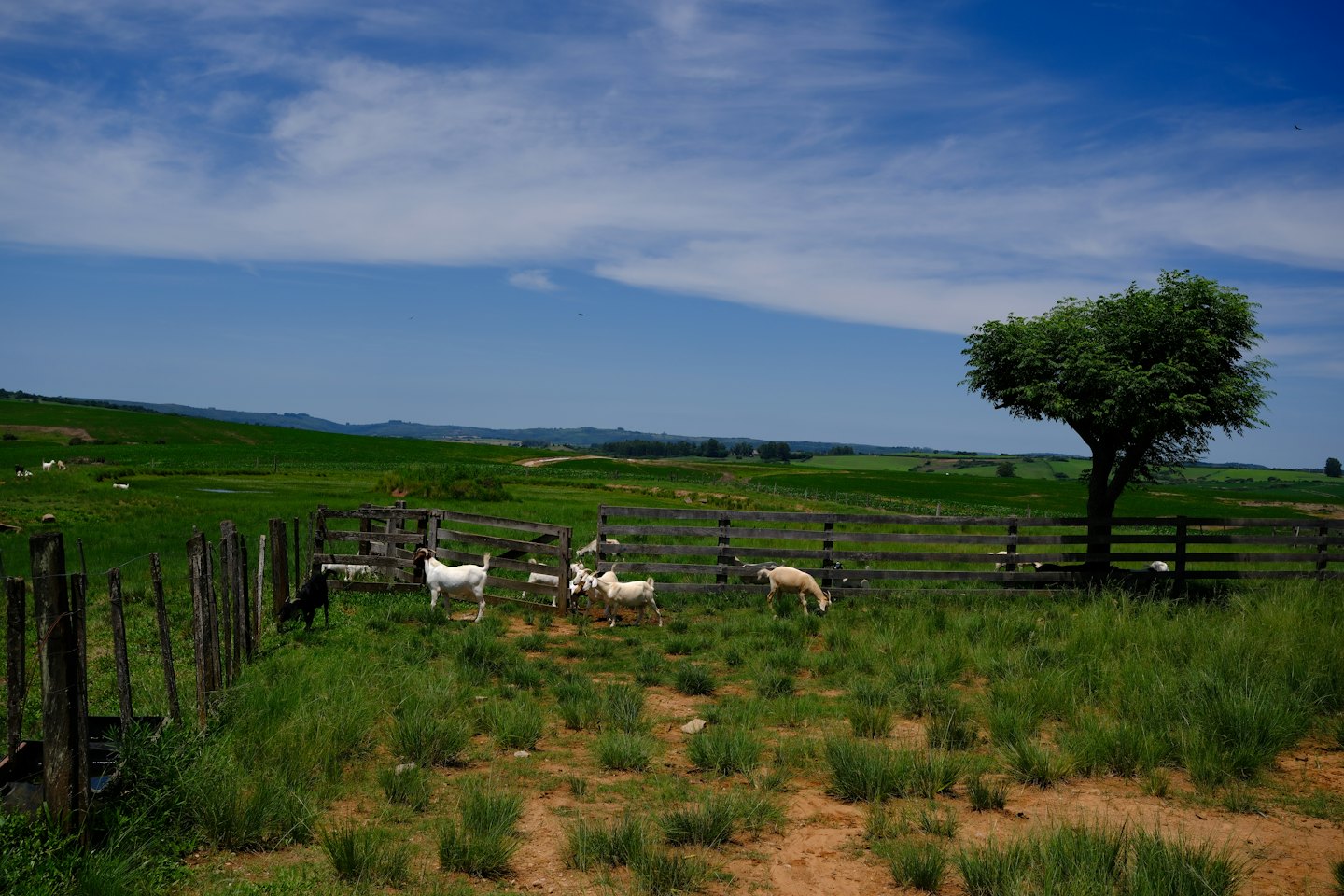 Goats graze in a grassy field behind a wooden fence.
