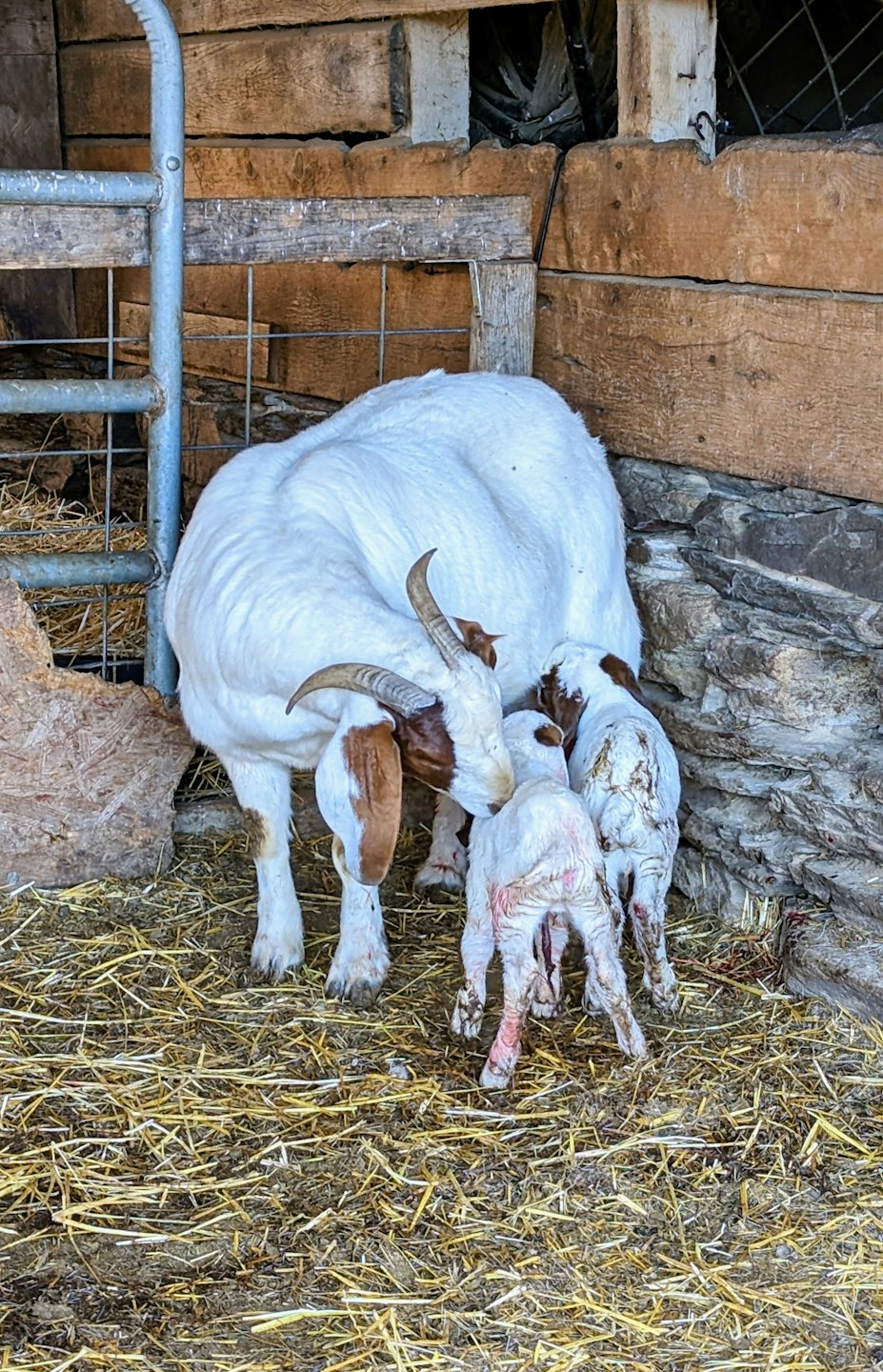 Mother goat guards newborn kids on hay in a barn.