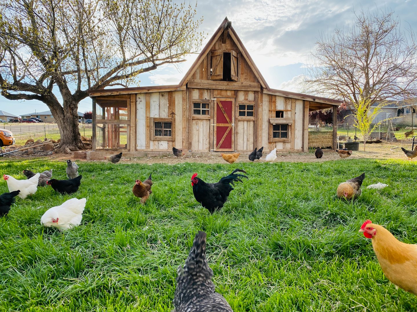 Diverse chickens forage in green grass near a red-doored chicken coop.