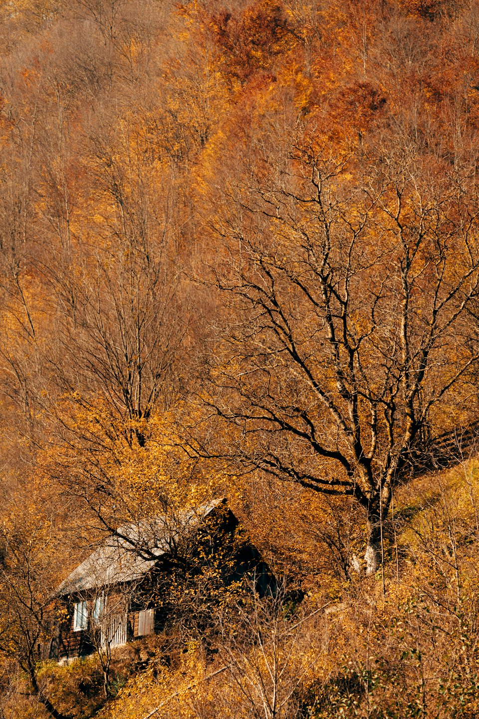 Rustic wooden cabin nestled among autumn trees on a hillside.