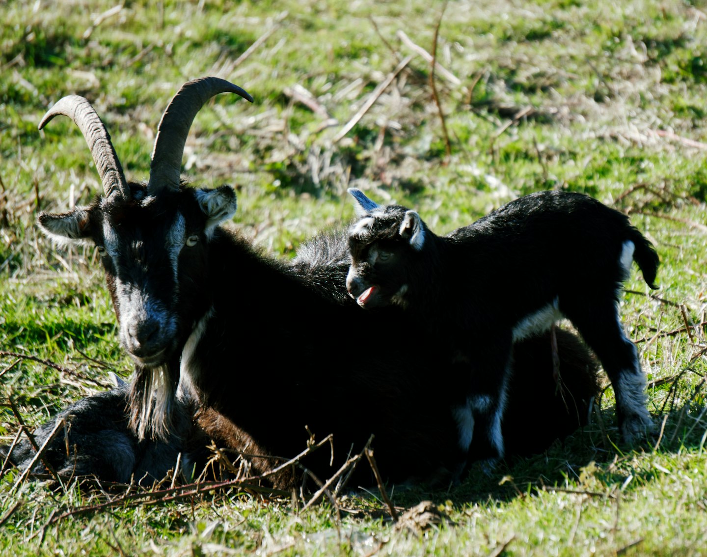 A black mother goat and her kid resting in grass.