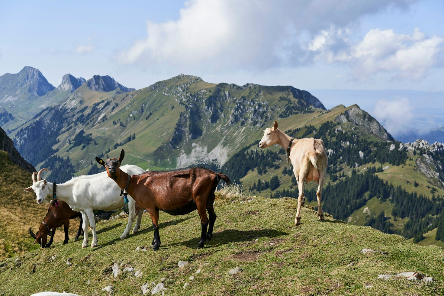 Beginner Guide to Rotational Grazing with Dairy Goats