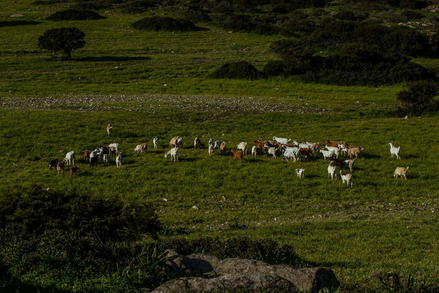 Sustenance from the Wild: Ethical Big Game Hunting